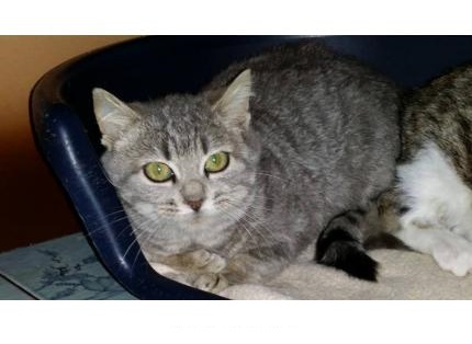 Chat Tigré Européen "Marley"