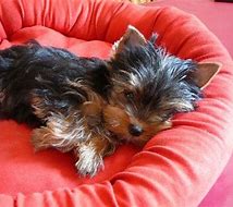 Chiot yorkshire terrier a donner
