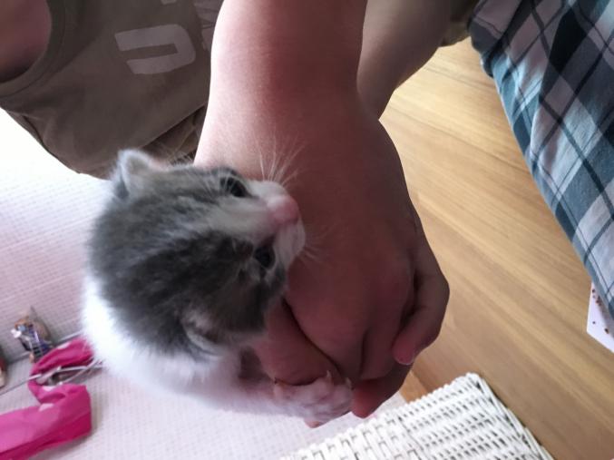 Chaton gris et blanc