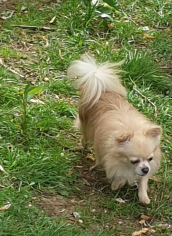 Chihuahua  a poil long 