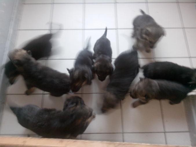 Chiot berger allemand