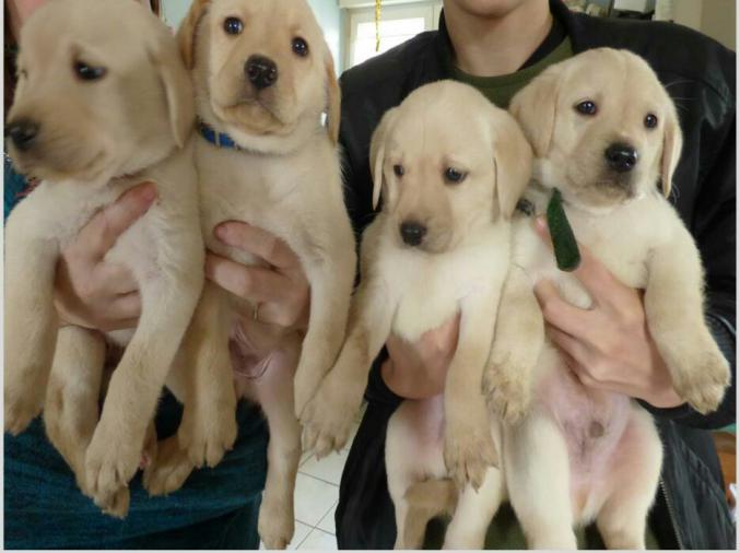 A réserver chiots labradors 