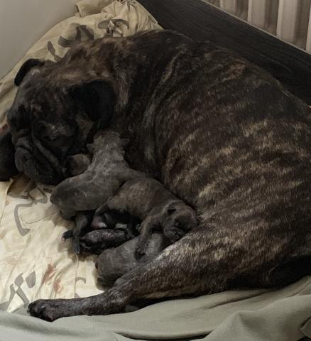 Chiots bouledogue français