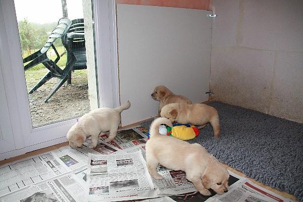 Chiot golden retriever