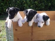 CHIOT FOX TERRIER POIL LISSE