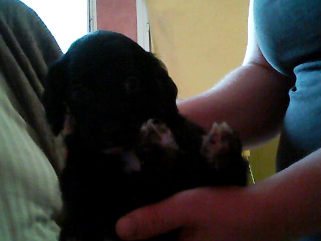 A réserve 7 chiot type cocker croiser golden