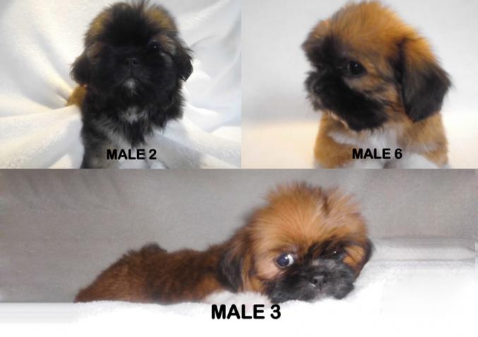 Chiot type shih tzu non LOF