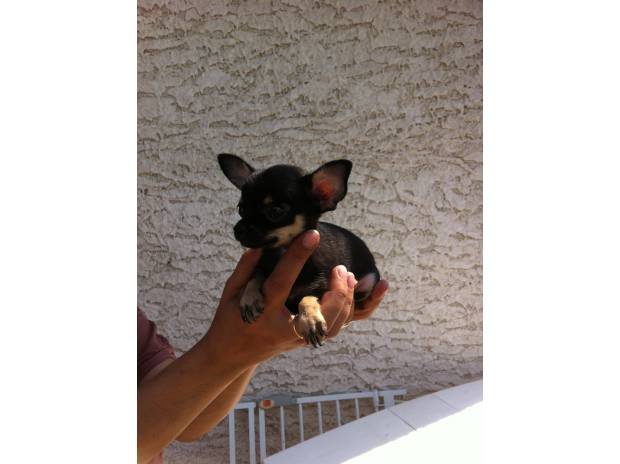 Magnifique femelle type chihuahua miniature