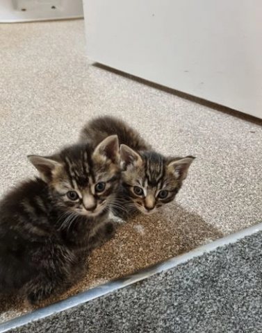 3 magnifiques chatons Mau Egyptien sont disponible