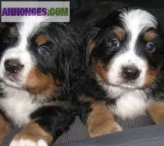 Chiots Bouvier Bernois L.O.F