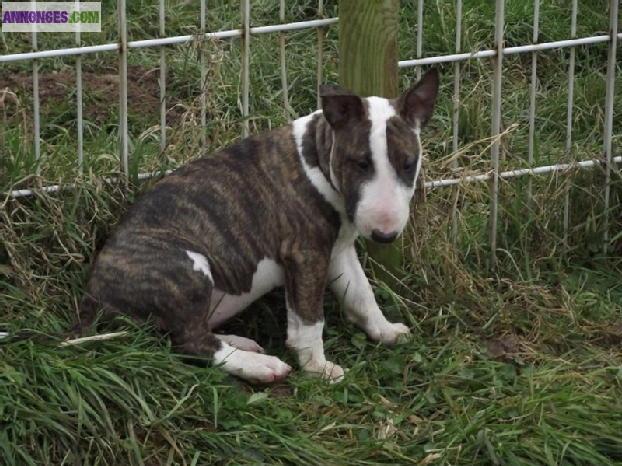 Chiots bull terrier standard lof 