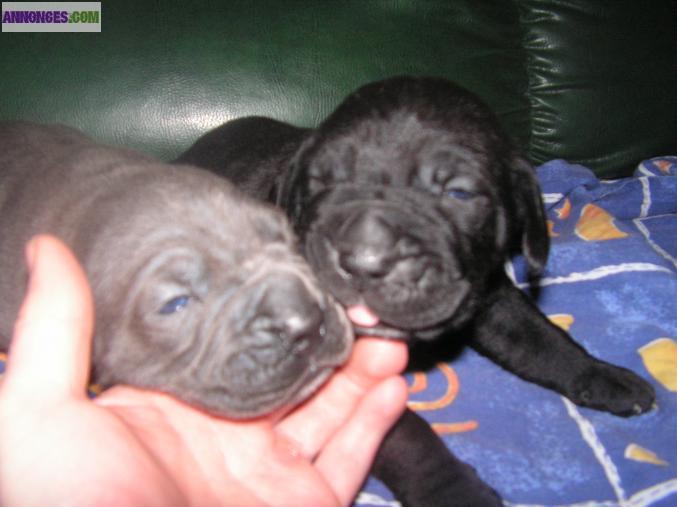 Chiots type cané corso