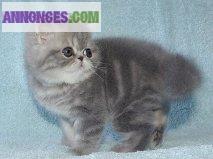 Chatons Persans et exotic shorthair type non LOOF