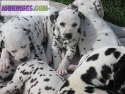 Magnifiques chiots Dalmatien LOF