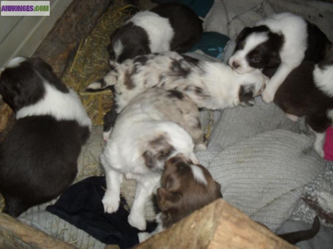 Chiots berger australien