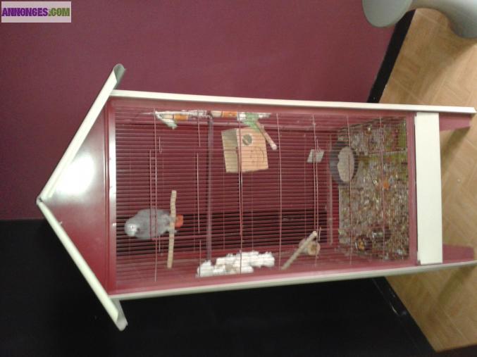 Vends Voliére pour Oiseaux
