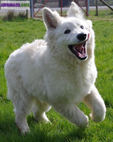 Berger blanc Suisse poils longs LOF