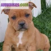 Staffordshire Bull terrier - chiots à réserver
