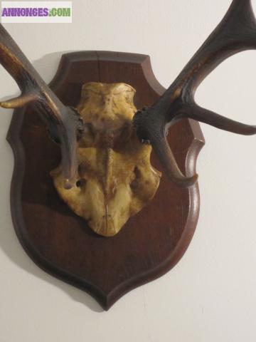 BOIS DE CERF SUR BLASON BOIS