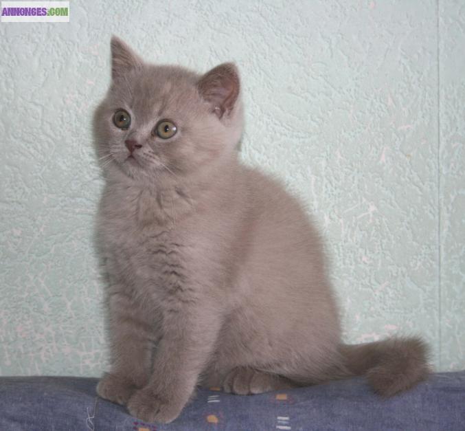 Chaton British shorthair