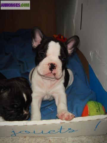 Chiots type bouledogue français