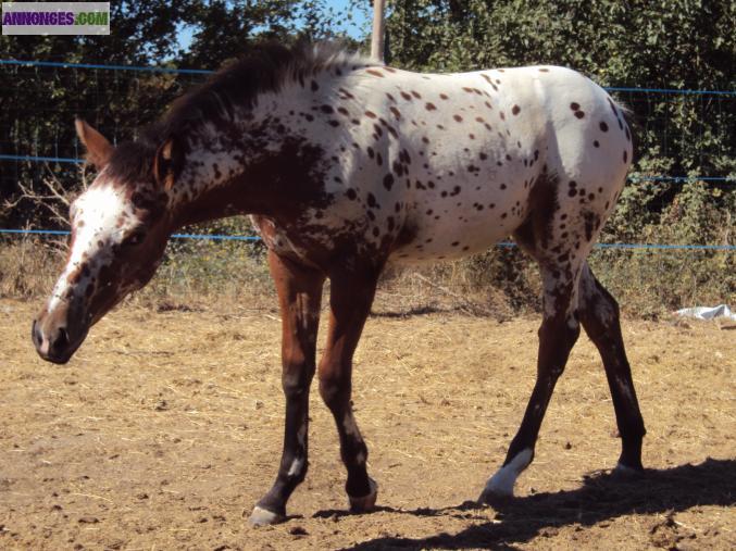 Pouliche appaloosa