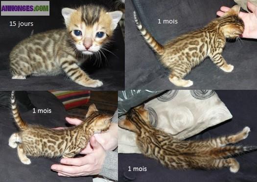 4 Chatons Bengal à réserver