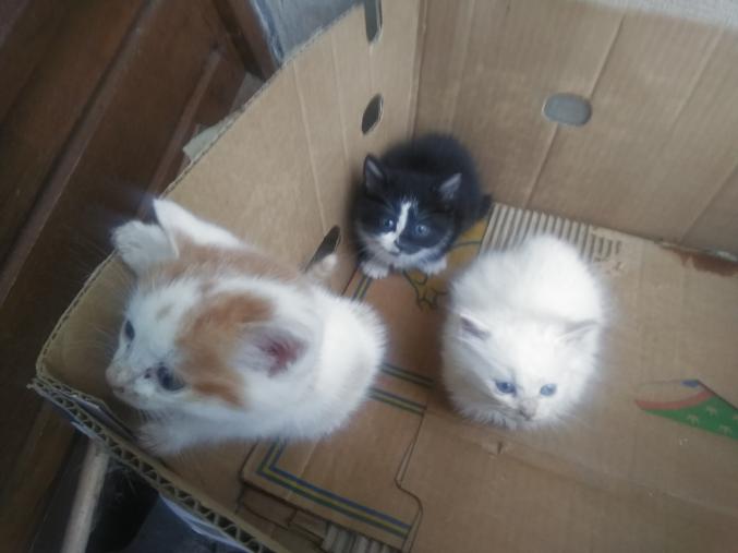 Donne chatons de environ 2 mois