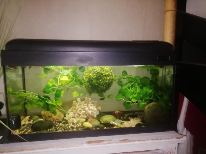 Aquarium avec 2 pompes de filtration