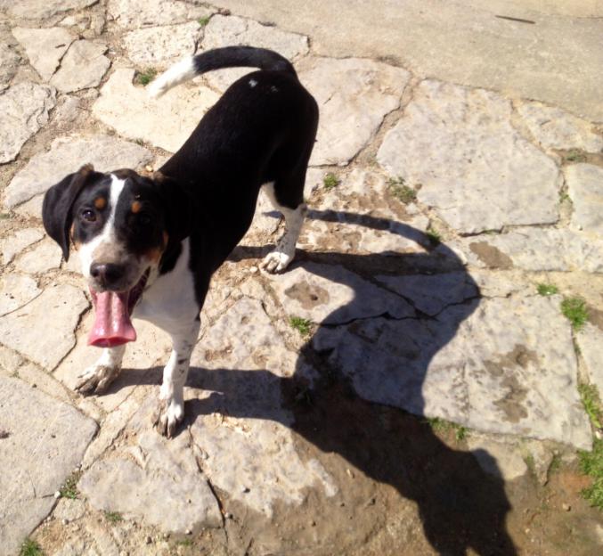 Indy recherchée / récompense 