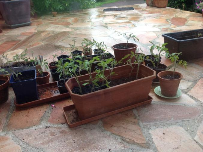 Plants de tomates cœur de bœuf 