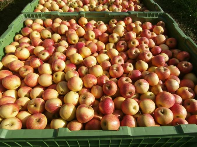 Cueillette, Emploi Saisonnier, Job d'Été