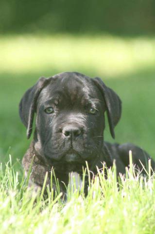 Chiots Cane Corso
