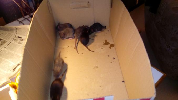 Bébés rats cherchent une famillle