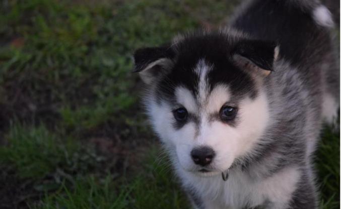 Jolie bebe chiot husky siberien