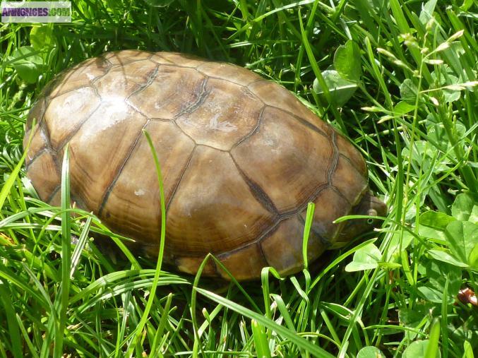 Vends jolie tortue d'eau