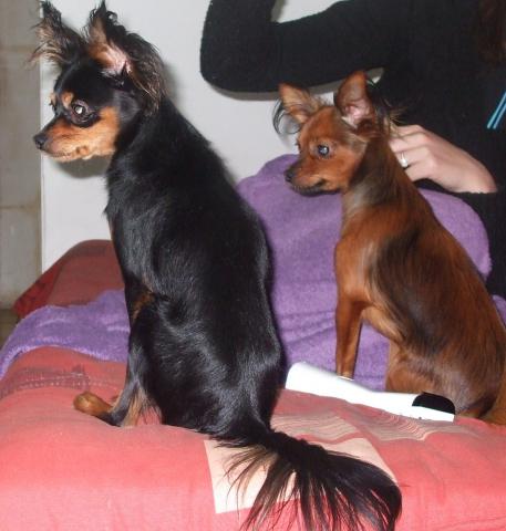 Mâle Russkiy toy LOF