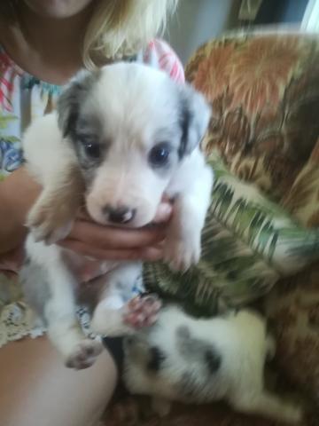 BORDER COLLIE A RESERVER