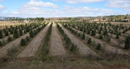 A VENDRE TRÈS BEAU TERRAIN AGRICOLE  AVEC DES PLANTS DE RAVINTSARA, MATÉRIELS DE DISTILLERIE ET FERME