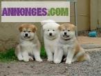 Chiots akita inu lof