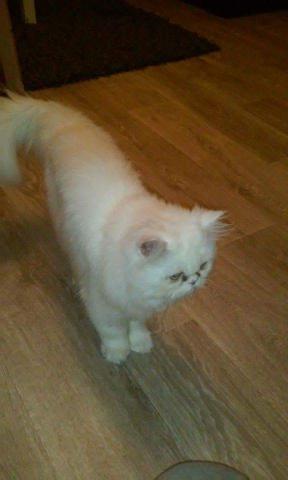 Urgent cherche persan à adopter 