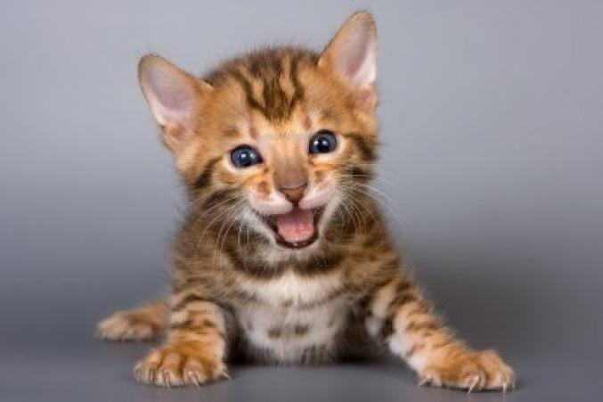 Magnifiques chatons de race bengal