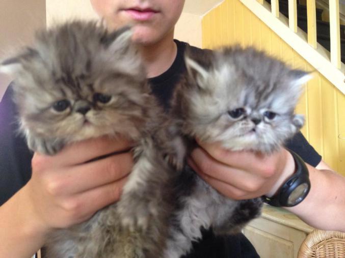 3 chatons persans non loof