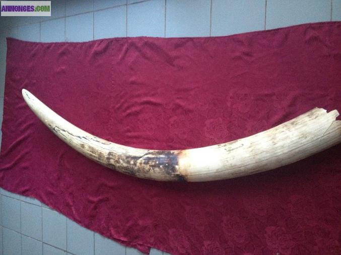 Défense d'éléphant en ivoire