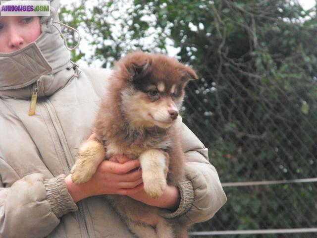 Chiots lapinkoïra (chien finnois de Laponie)