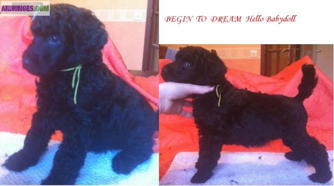 6 chiots femelles grand caniche noir (royal) LOF