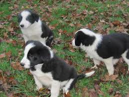 Magnifiques chiots type border collie