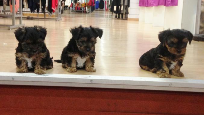 Chiots yorkshire