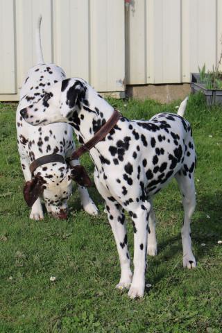 Adoptez un chiot dalmatien LOF né le 13/05/17 testé PEA