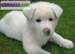 2 chiots types akita inu 1 male et 1 femell 